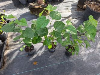 Mulberry 'Pakistani'