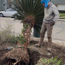 11'  Sago Palm Mature & Healthy 