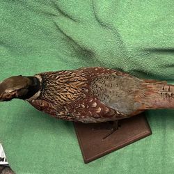 Pheasant Mounted