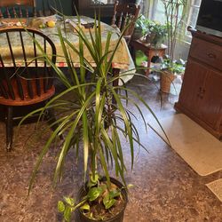 House Plant