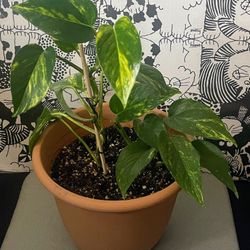 Green Pothos live plant