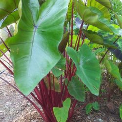 Red Elephant Ear Plants. Perennial Type 