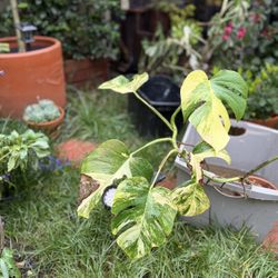 Variegated Monstera Aurea Tricolor