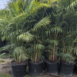 Arecas  Over 8 Feet Tall Instant Privacy Hedge For Fence 