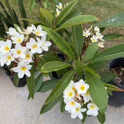 Plumeria