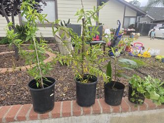 Plants Plants Plants