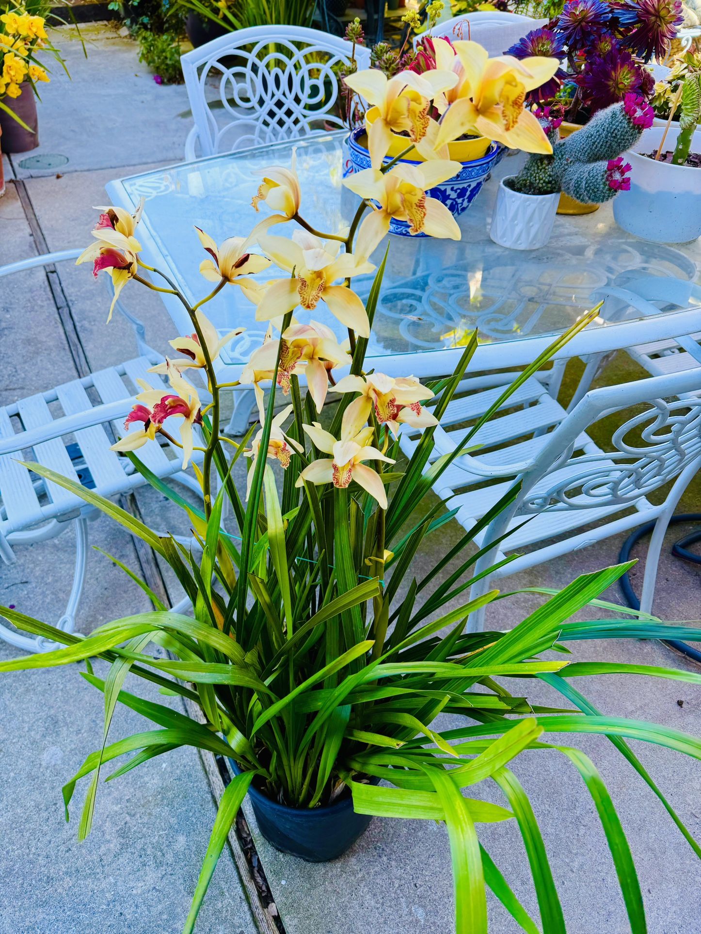 Cymbidium Orchid Plants In Bloomed - Very Full 5 Gallon Pot And Easily Makes 3-4 Pots When  You Repot 