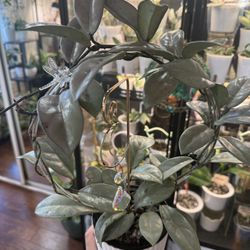 Hoya Wilbur Graves Silver 