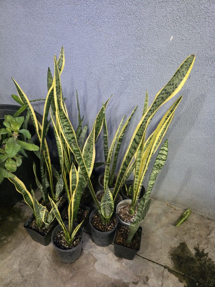 Snake plant 