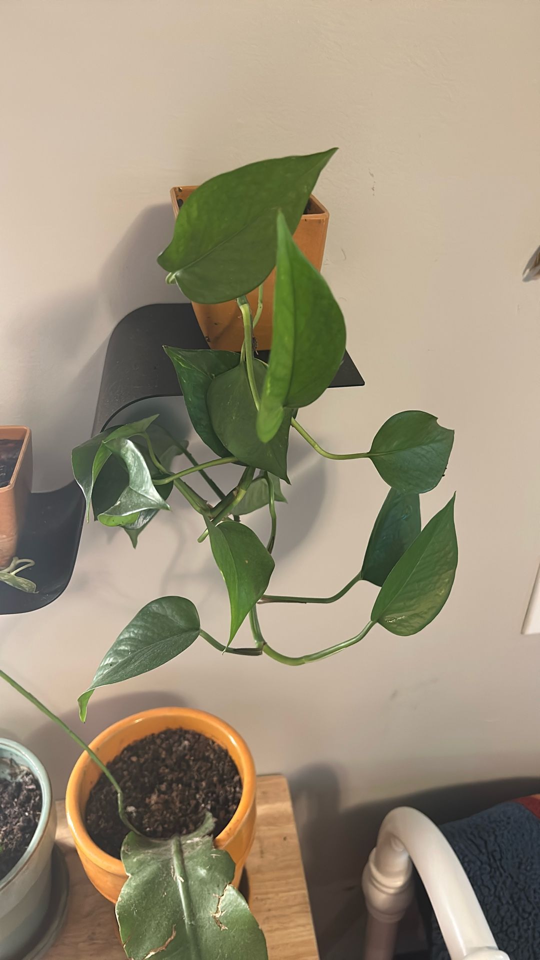 Pothos Plants With Pot