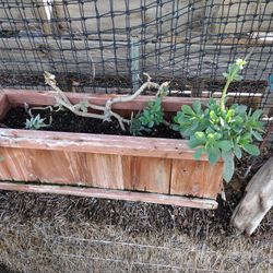 Vertical Succulent Box Garden 