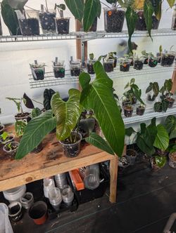 Huge Aroid Sale!