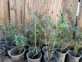 Olive trees one and a half foot tall $15 each Olive trees one and a half foot tall $15 each