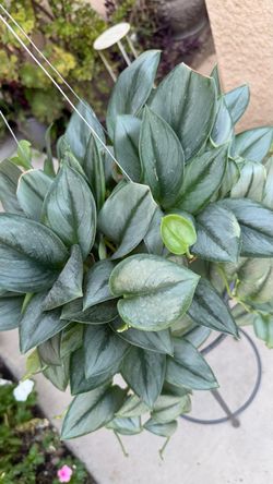 Scindapsus Treubii Moonlight Plant $45
