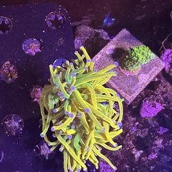 Yellowgrail torch coral toy