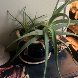 mature aloe plant