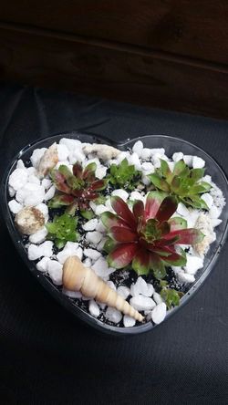 Succulent garden