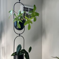 IKEA Plant Hanger With Plants 