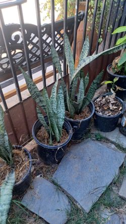 4 plantas Lengua de suegra $10 cada una