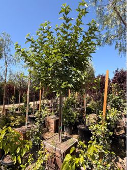 Mulberry trees 24 gal