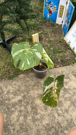 Monstera