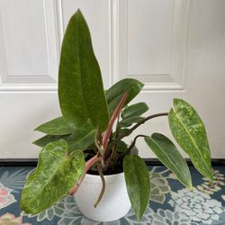 Philodendron Painted Lady