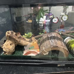 Bearded Dragon 40 Gallon