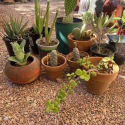 Cactus, Plants, Succulents 