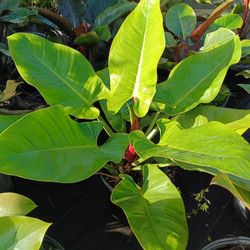 Green 💚 Congo Plants 7gl $25