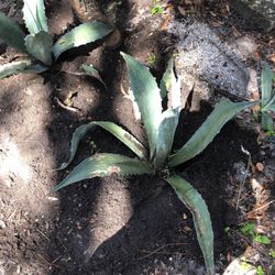  Medium large blue agave