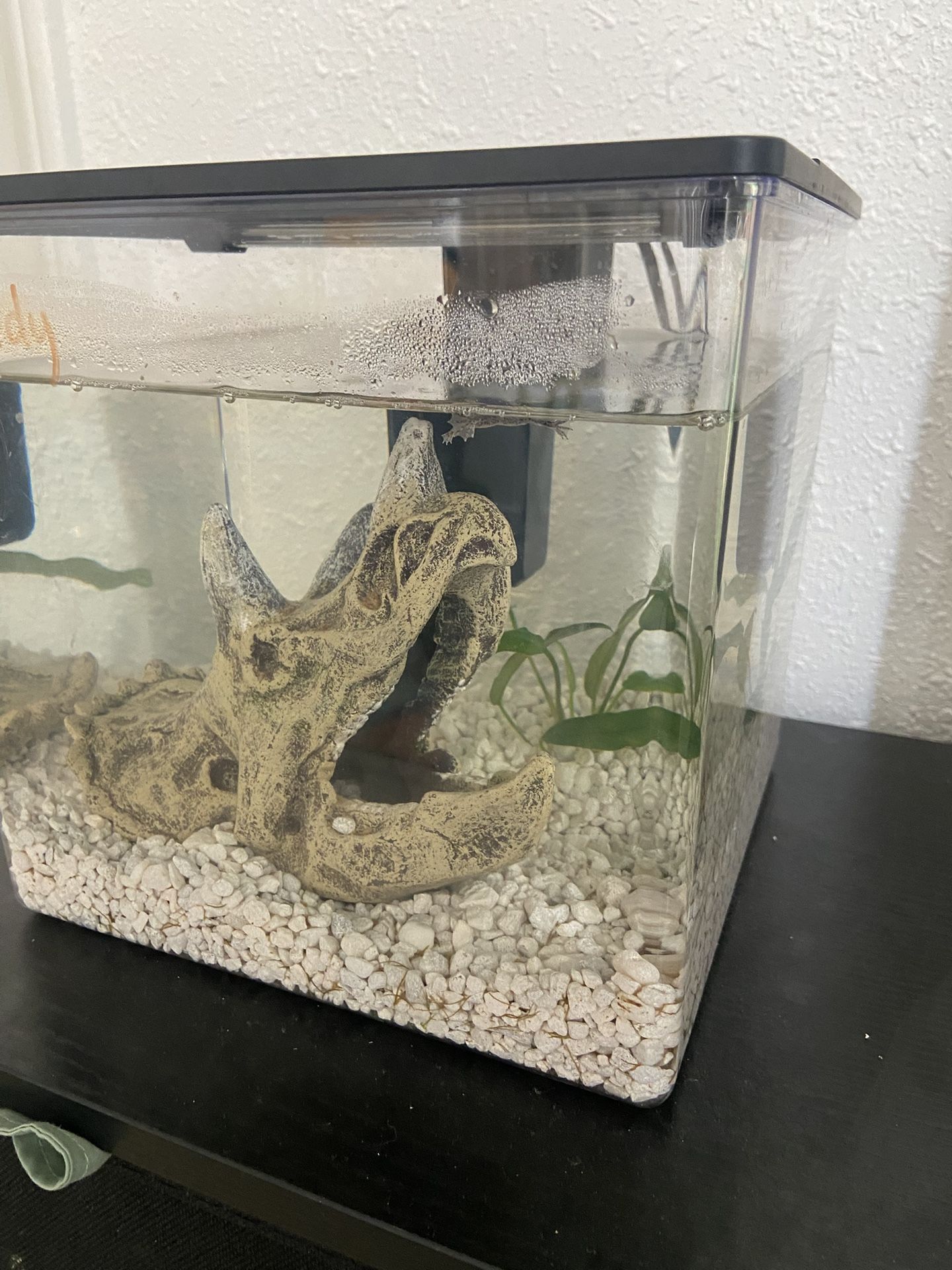 Small Fish Tank