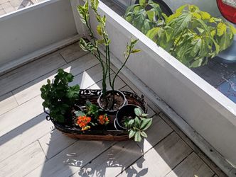 4 Real Plants  With Basquet $30