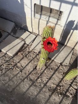 Cactus