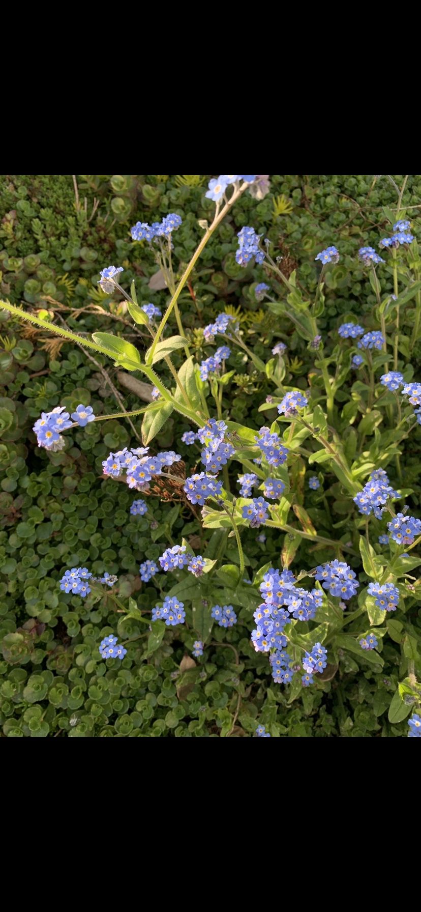 Flowers Forget Me Or Not Garden Plants