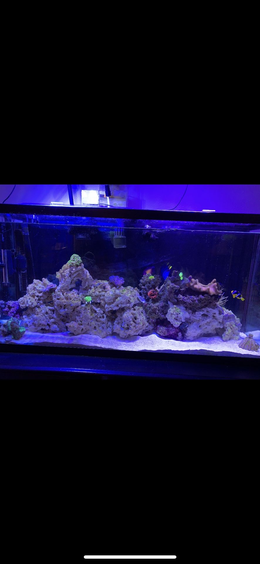 60 Gallon Aquarium With Stand (Full Setup) Fish Tank