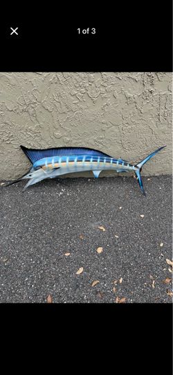 Sailfish taxider wall mount   48 inches