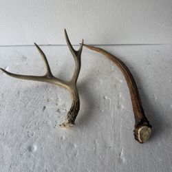 Deer Antler Set Natural Horn Craft Decor Taxidermy Rustic Lot