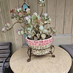 Silver Dollar Jade Bonsai Plants-mature Succulentent In The Vintage Planter