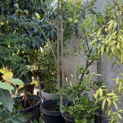 Moringa Tree with Seed Pods