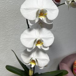 White orchid  SALE🔥🪴