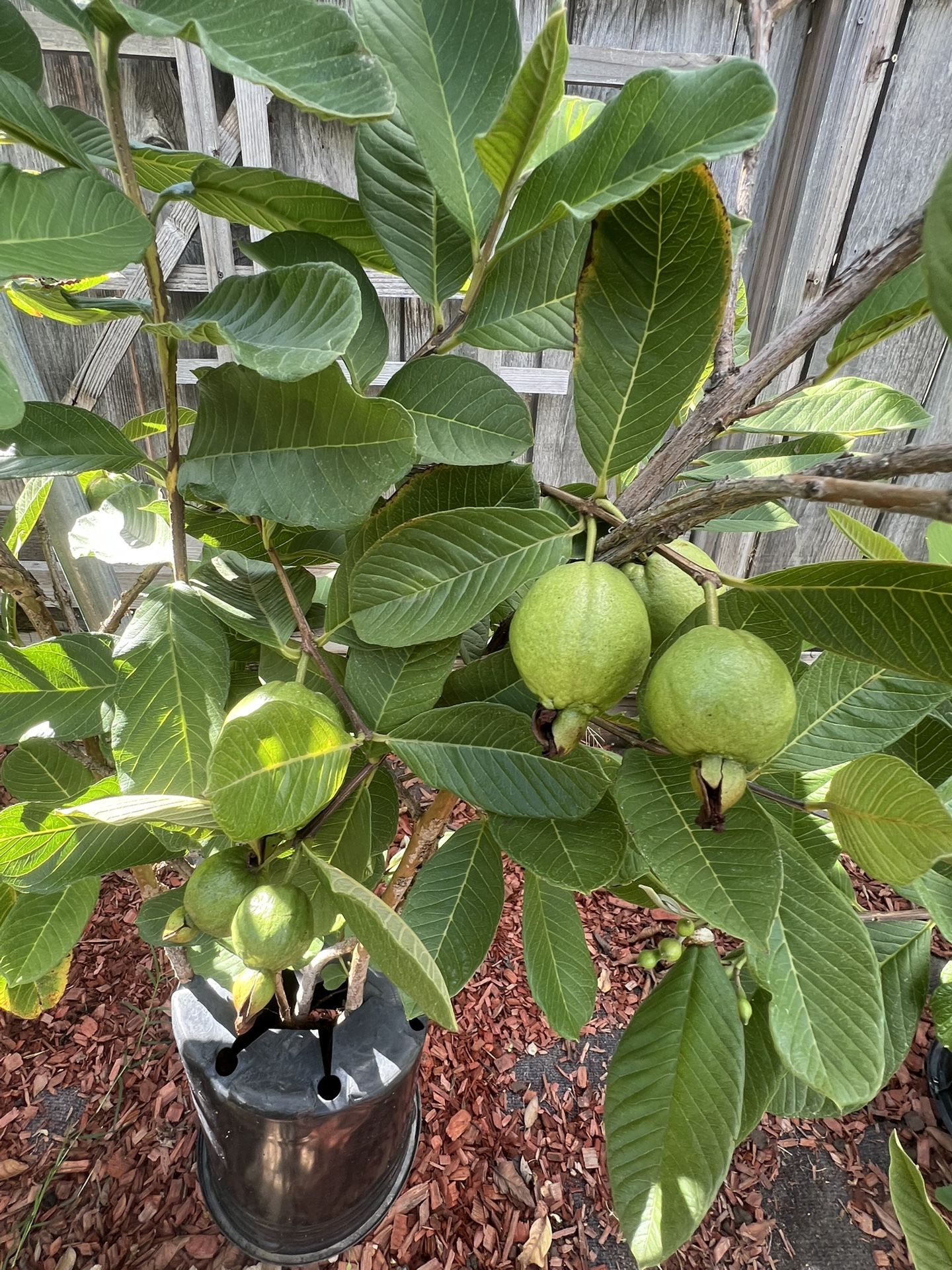 Guava