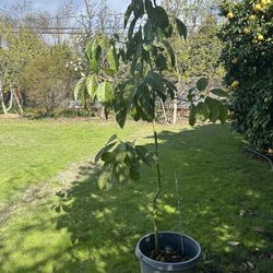 Avocado Plant 