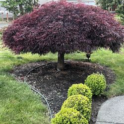 Japanese Maple Tree