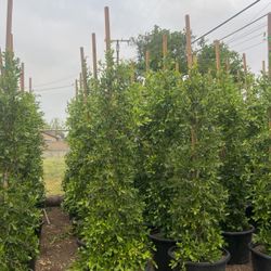 Ficus Nitida 25 Gallon Privacy