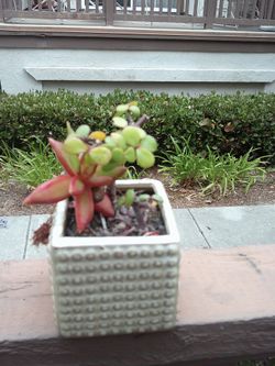 Plants For Sale