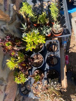 Plants