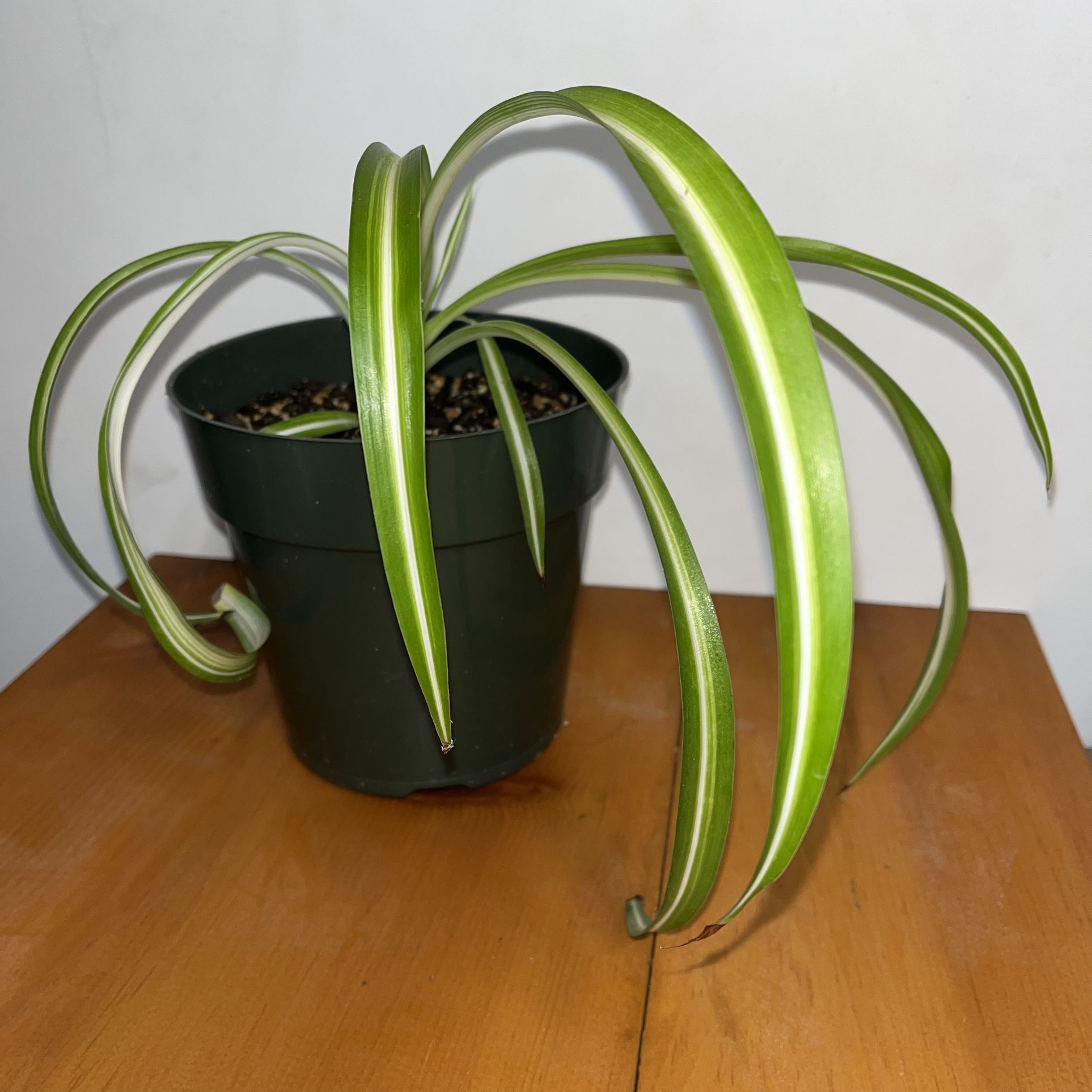 Spider Plant