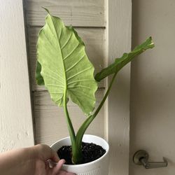 small elephant ears with pot