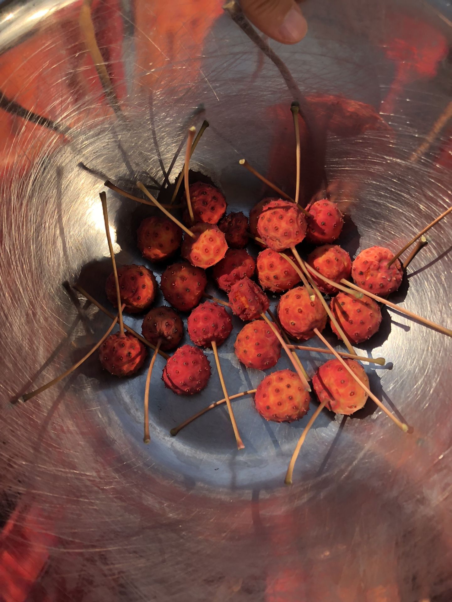 Dogwood Seeds