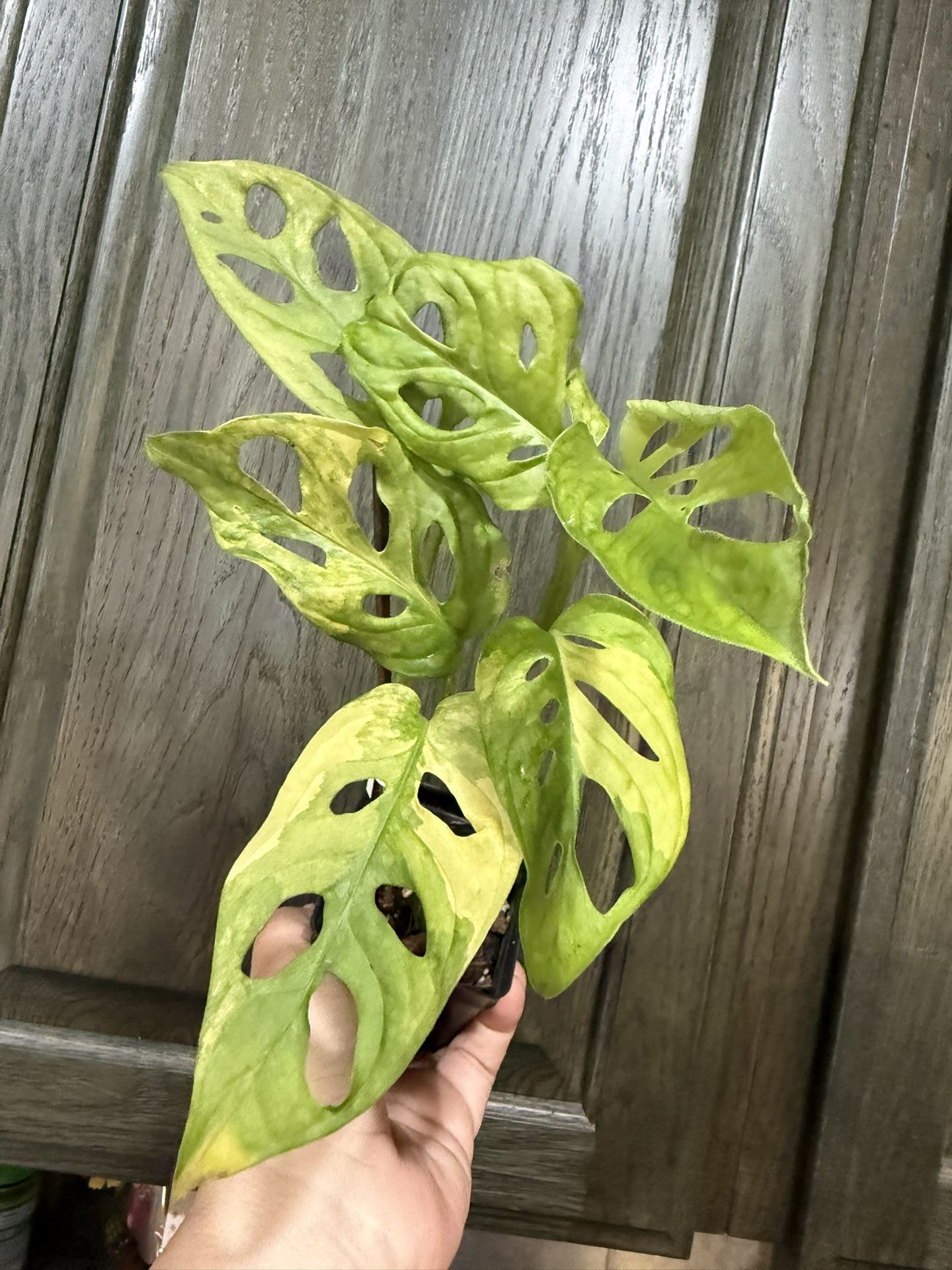 4 Monstera Adansonii Aurea